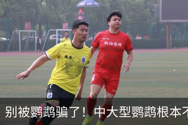别被鹦鹉骗了！中大型鹦鹉根本不是宠物，是会飞的野生猛禽！